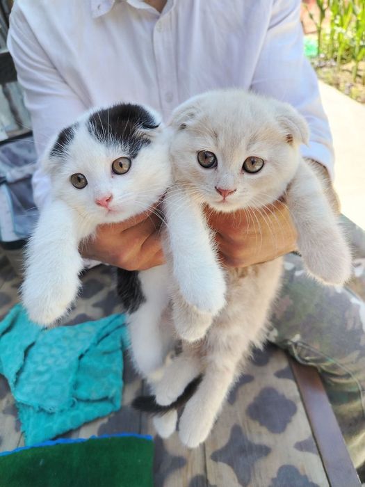 Котёнки скоттч-фолд