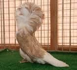 Porumbei Maria Stuart (Gulerati sau Iacobini)