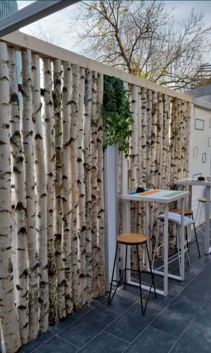 Mesteacan pentru pereti despartitori/ Paravane mesteacan alb / Tulpini