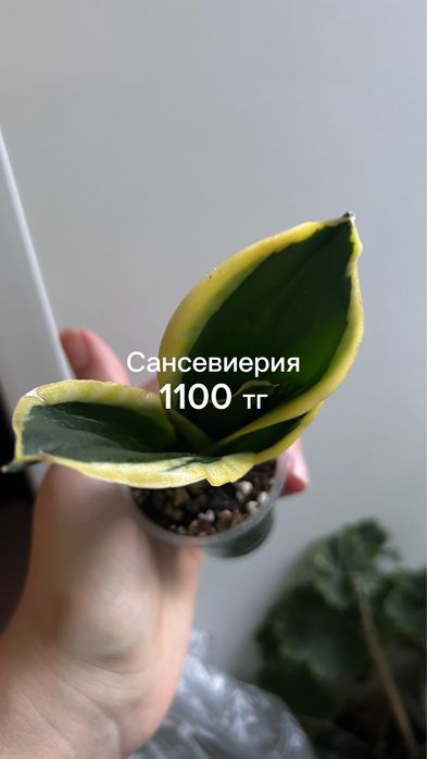 Сансы, алоказия, монстера, эпипремнум