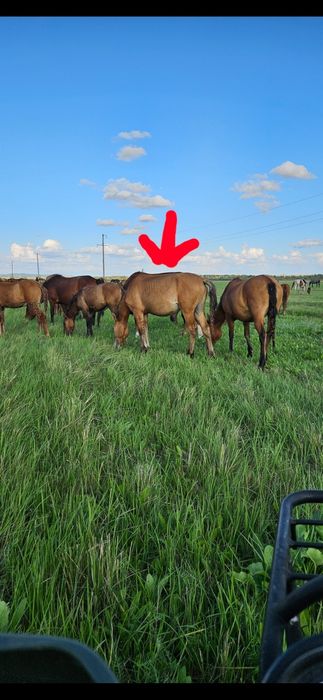 Продам Мугалжарской породы жеребца на племя 1.4 месяца мугалжарской по