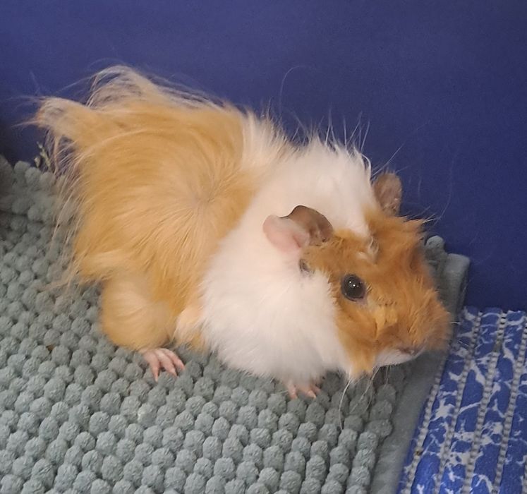 Морские свинки продаются