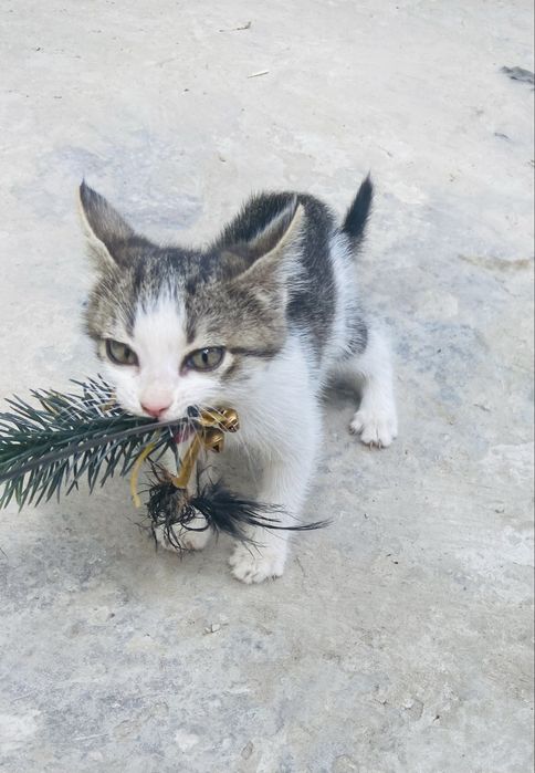 Котёнок в добрые руки