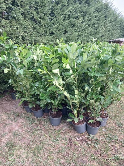 Tuia leylandii  150-180 cm