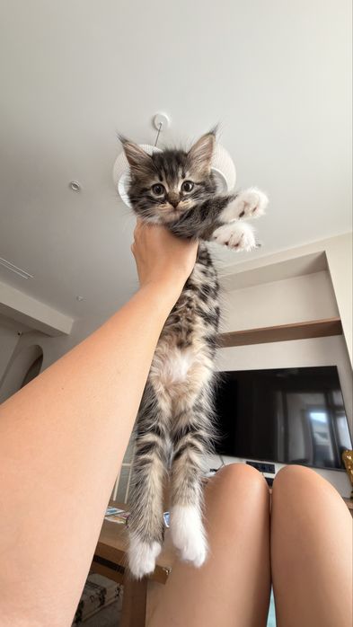 Котенок метис ищет дом