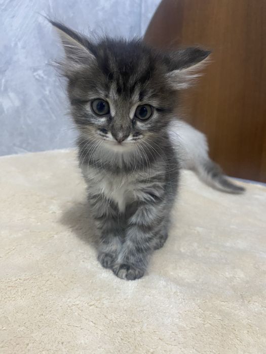 Красивые котята