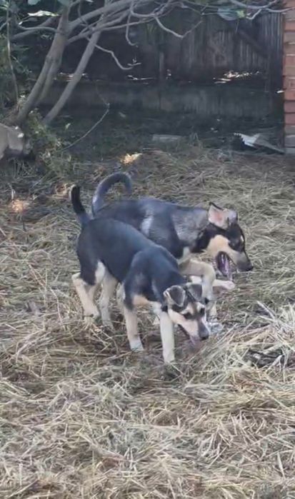 Кученца търсят спешно дом