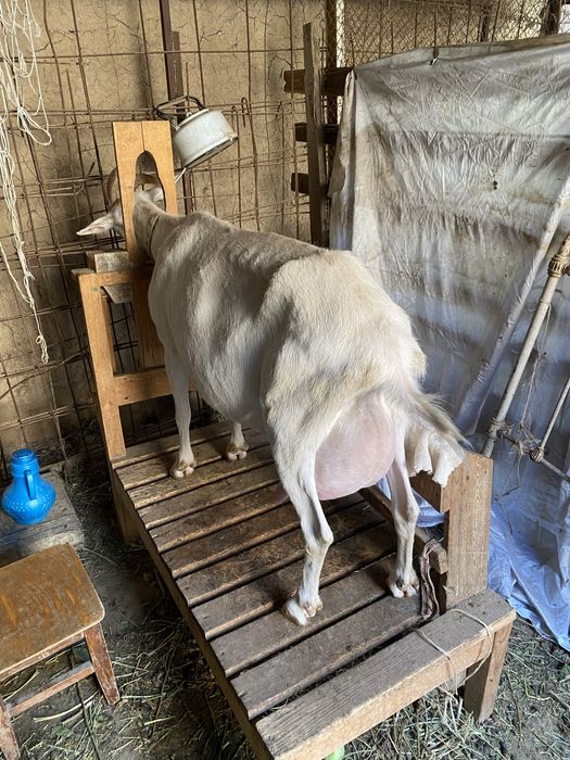 Эчки занин.