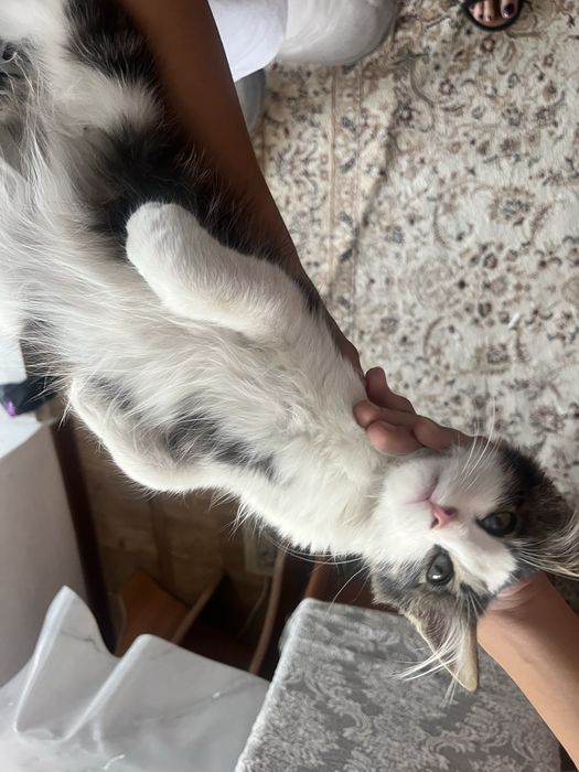 Отдам котенка в добрые руки