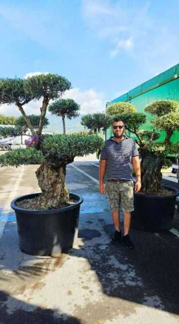 Plante Ornamentale pentru Gradina