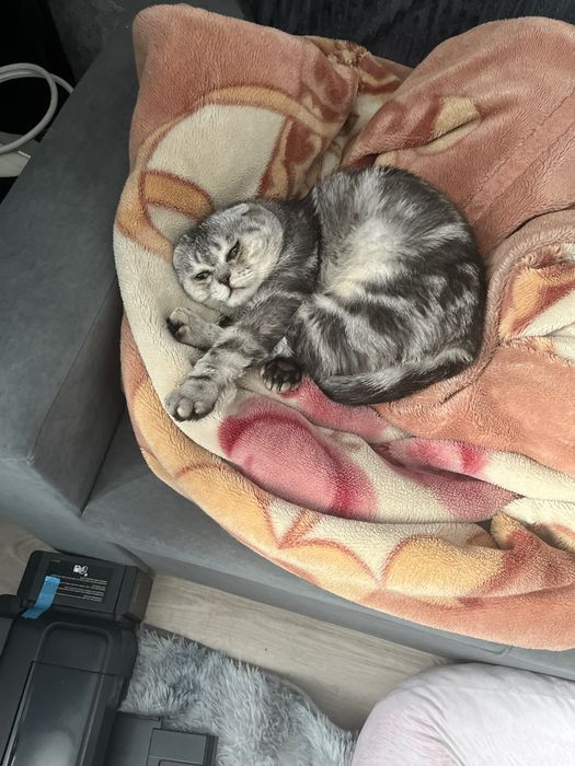 Кот британец вислоухий