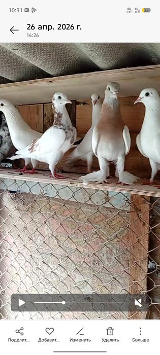 Голуби бакинцы в продаже