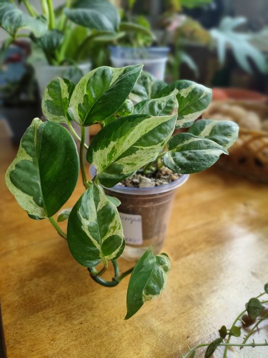 Эпипремнум N Joy