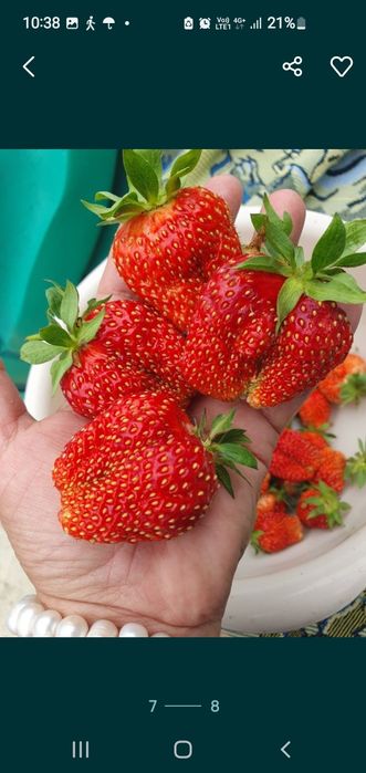 Продам  рассаду клубники