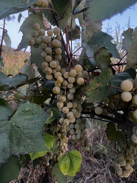 Struguri Nova pentru vin