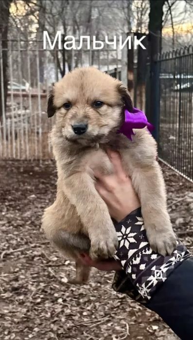 Отдам в добрые ручки