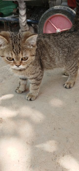 Uy mushuklari parodali