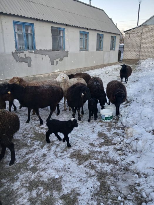 Қойлар сатылады, қошақандарымен