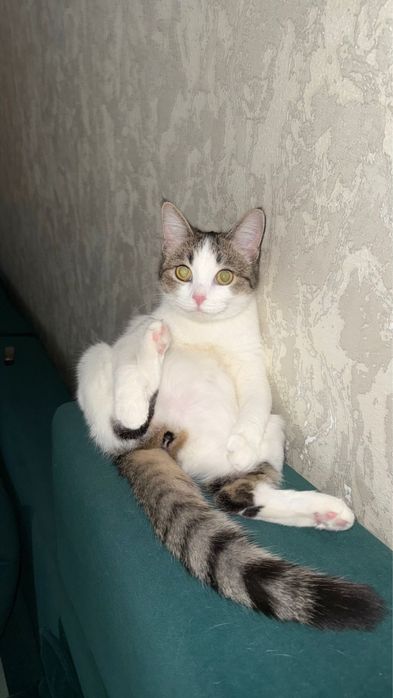 Отдам кошку в хорошие руки