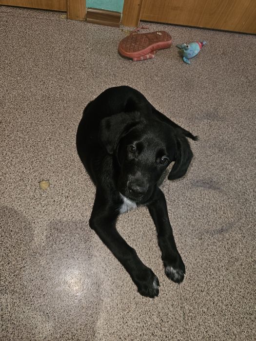 Щенок три месяца