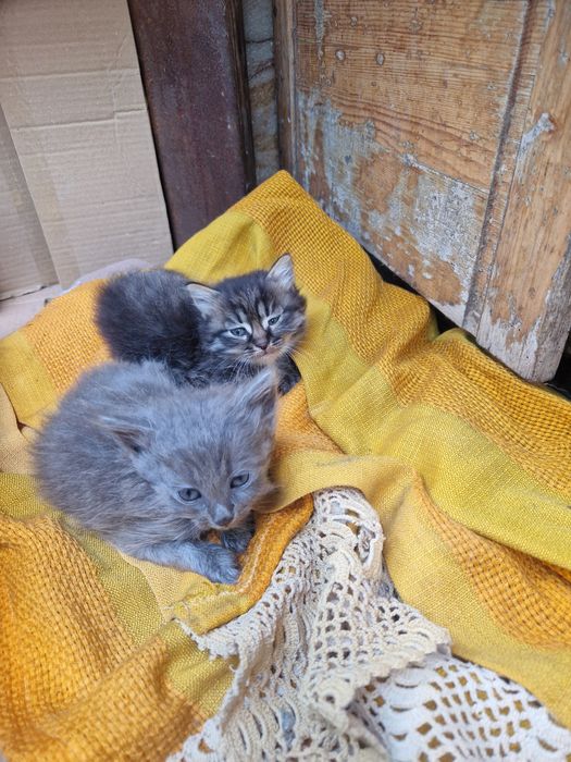 Подарявам котета