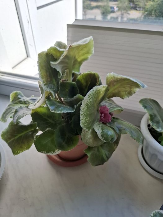 Фиалки сотовые 1500тг