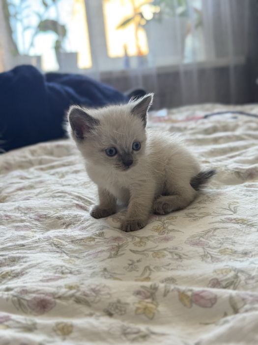 Отдам котят в добрые руки