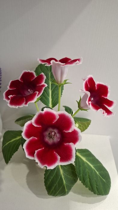 Продажа глоксиний