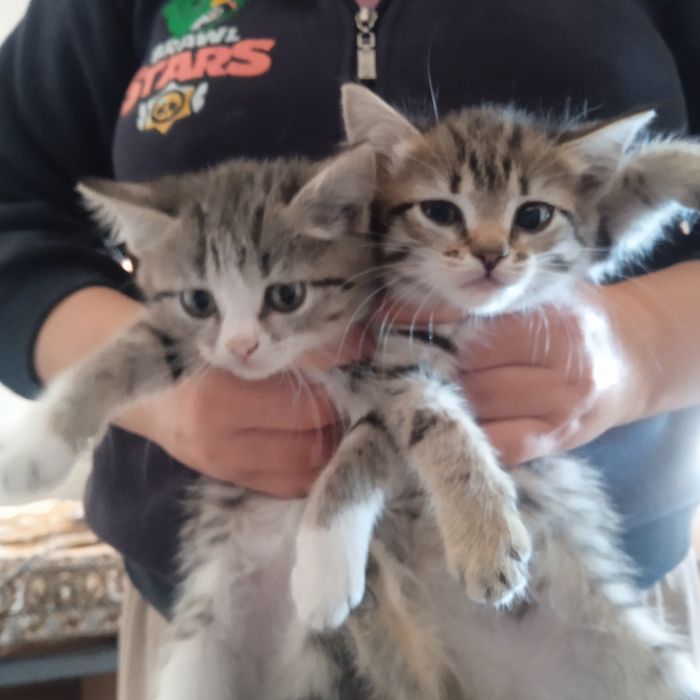 Отдаю котят бесплатно