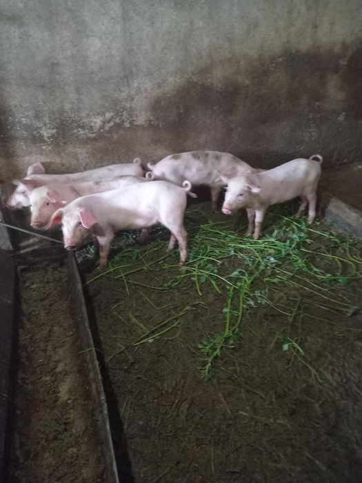 Продам поросят не дорого