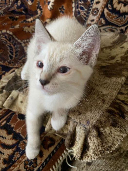 Котята бесплатно