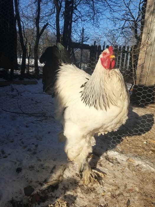 Pui de o zi și ouă de incubat