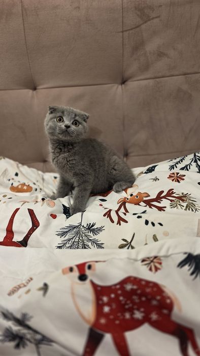 Scottish fold baietel
