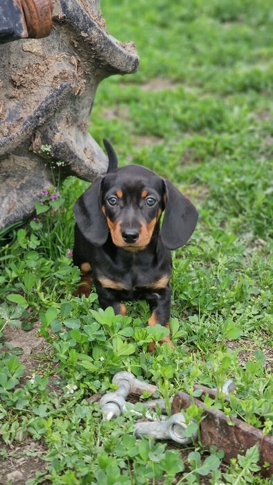 Tekel femela iepurar