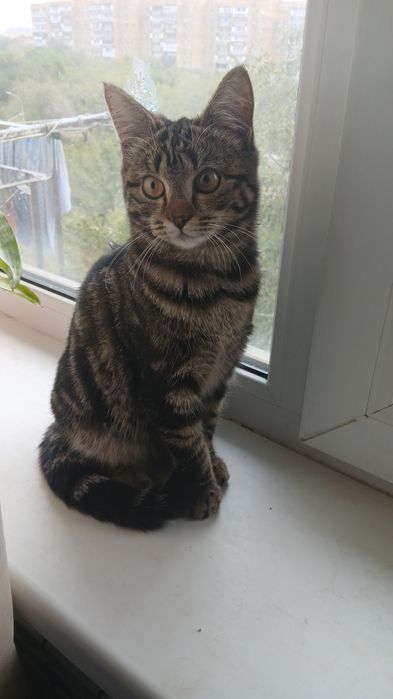 Отдадим котёнка, в хорошие руки