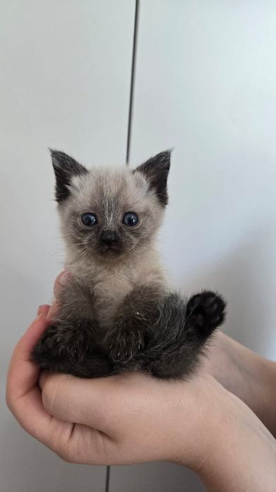 Отдам котят в добрые руки.