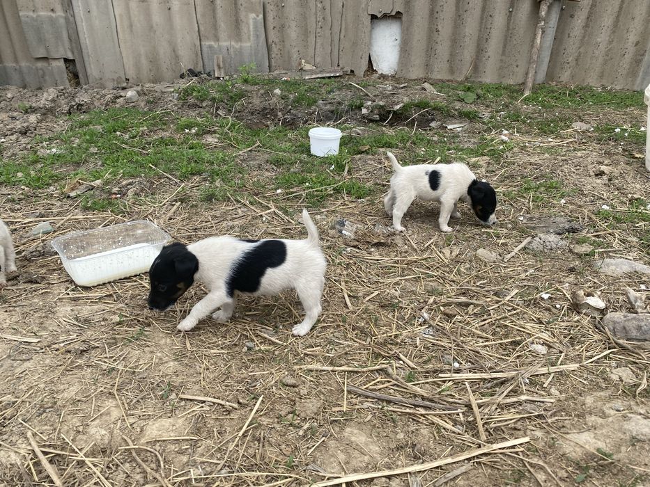 Глаткашорстныи фокстрер