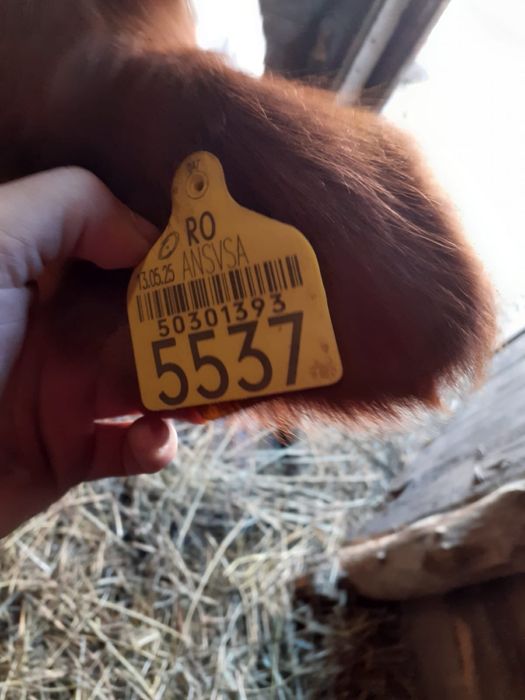 vand vitaua baltata romaneasca