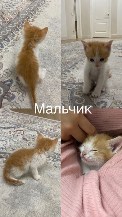 Отдаем котят в добрые, ответсвенные руки!!
