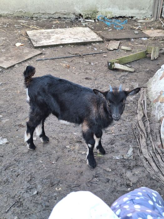 Vind iedite alpin francez