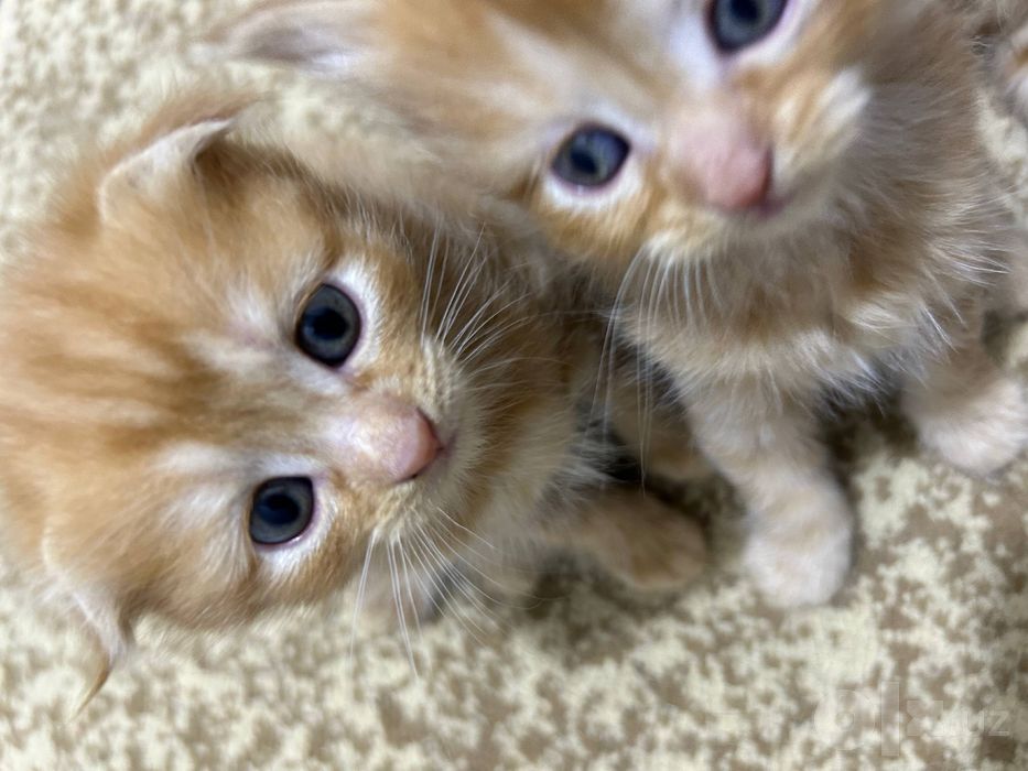 вислоухие котята