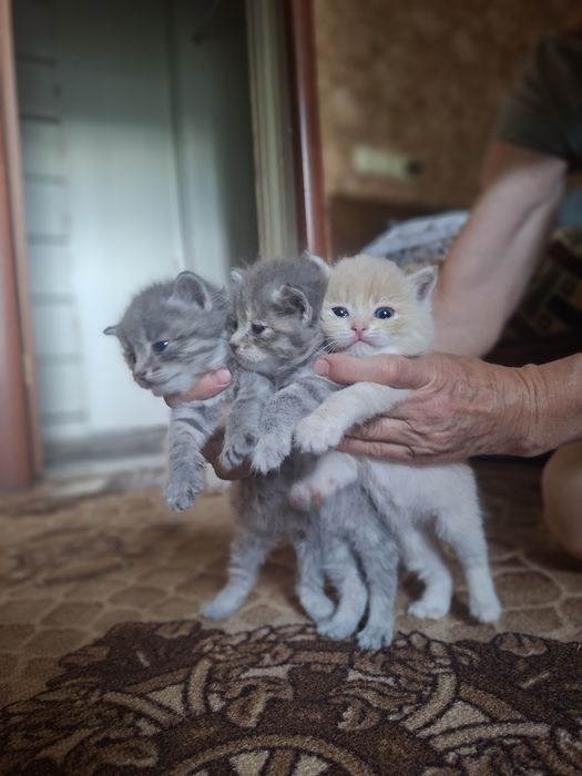 Продадим котят породистые