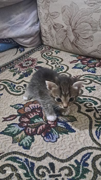 Отдам сиамских котят в добрые руки