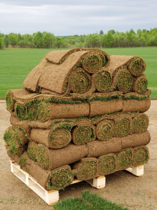 Рулонные газон в ташкенте | Таййор Газон