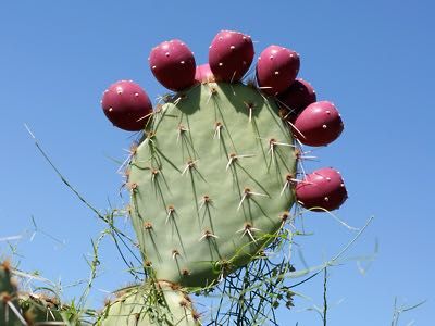 Смокиня индийска два вида, Кактус опунция, Opuntia ficus-indica Etna