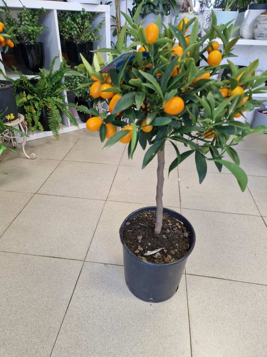 Мандариново дръвче Компоят