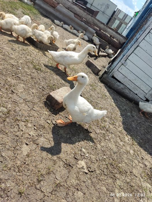Продам уток на доращивание
