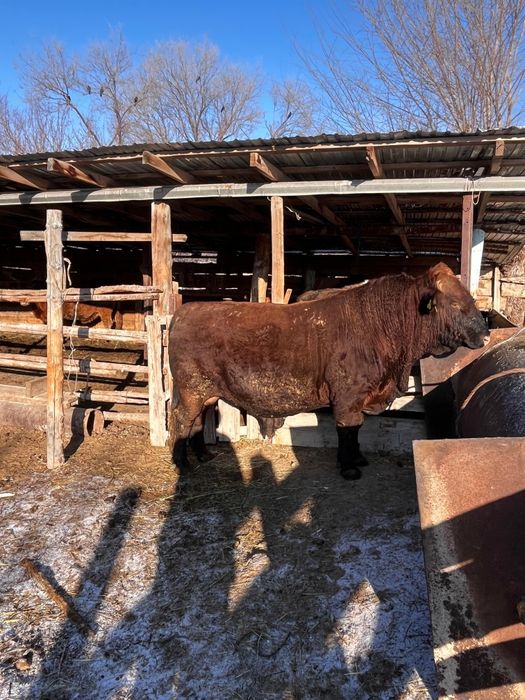 3Жасар бұқа сатылады