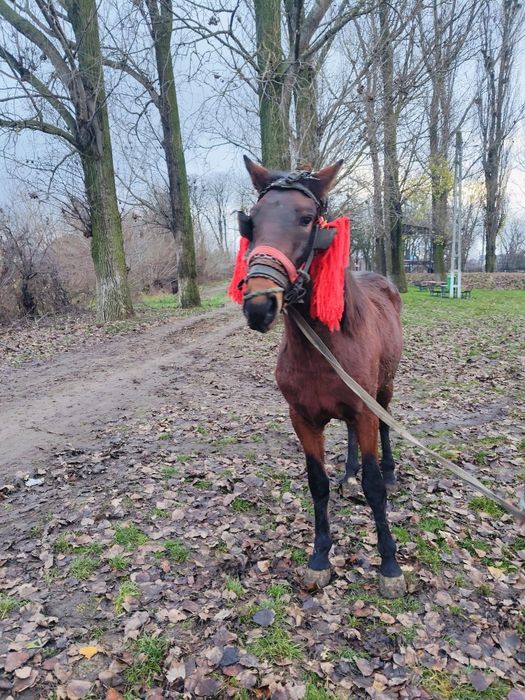 Vând armăsar de 3 ani