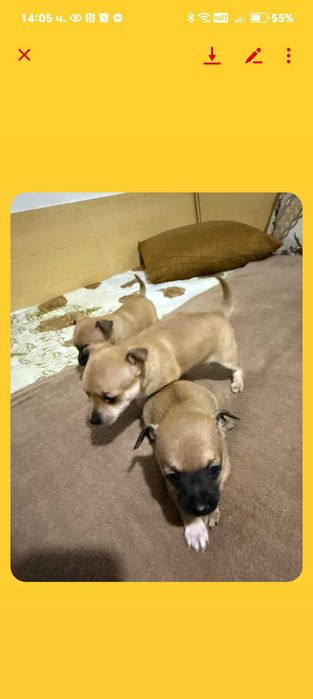 Чихоахоа- пинчер